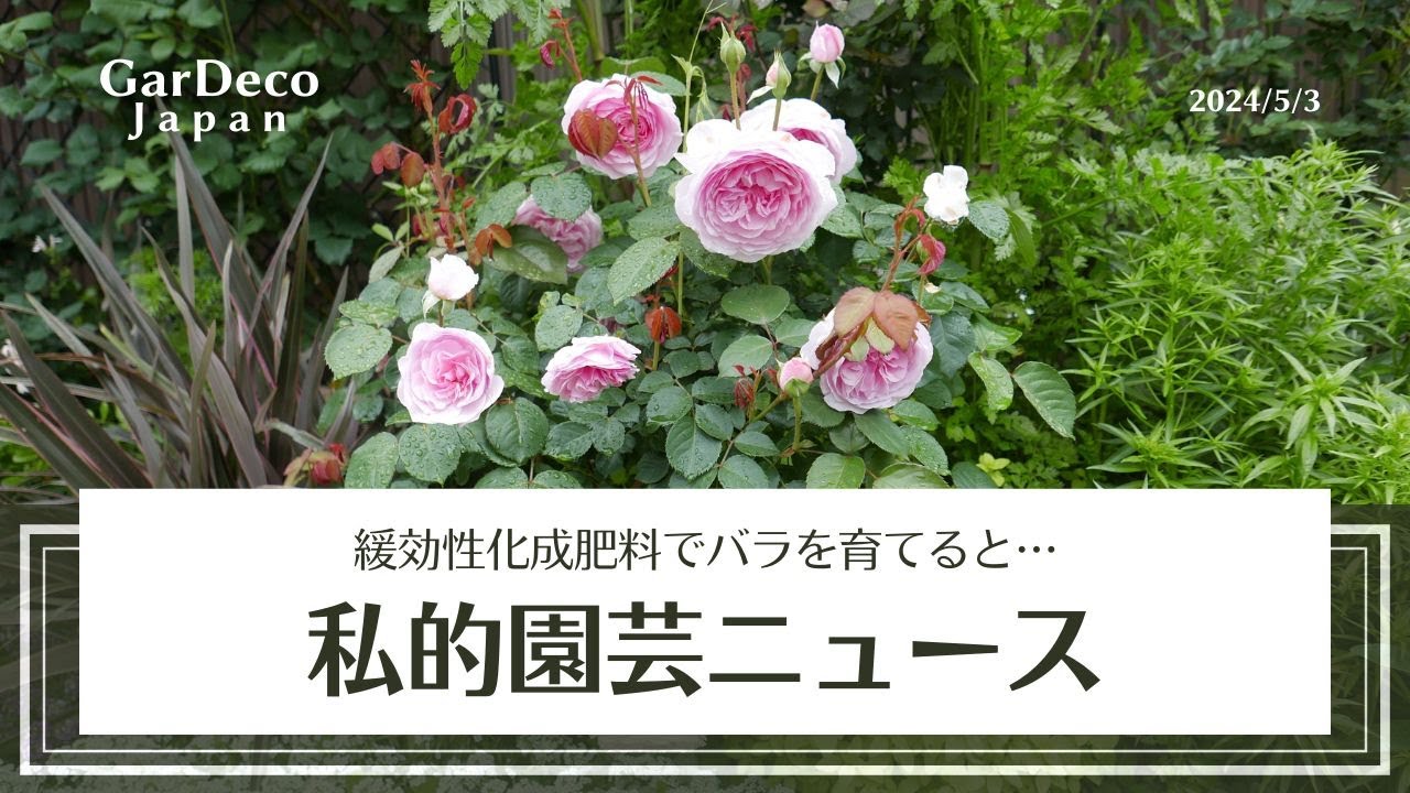 【緩効性化成肥料でバラを育てると…？】私的園芸ニュース（2024年4月22日～5月3日）