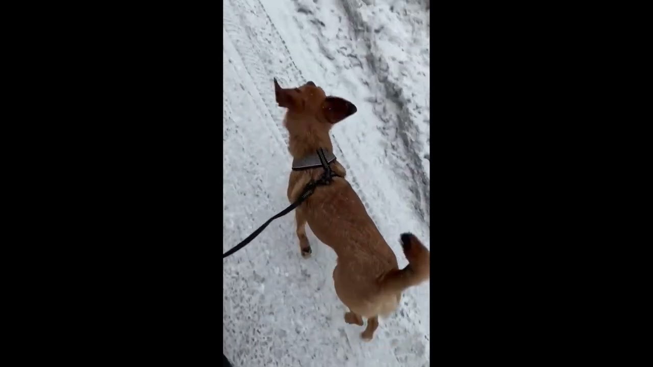 malva fd malaga 25 0219 001