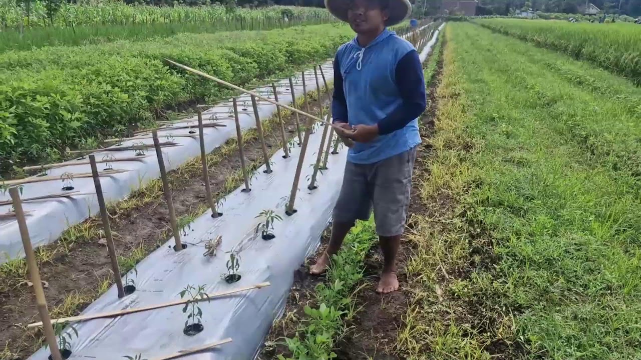 UNBELIEVABLE FARMING SKILL! MANUALLY INSTALLING BAMBOO SUPPORT FENCES LIKE A PRO-agriculture farming