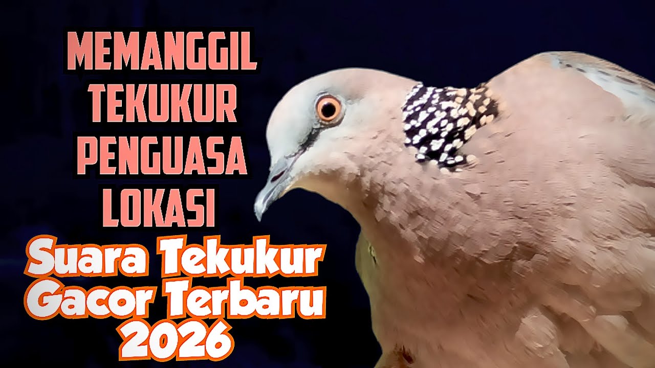 Suara Tekukur Gacor Terbaru 2026, Memanggil Tekukur Jantan Penguasa Lokasi
