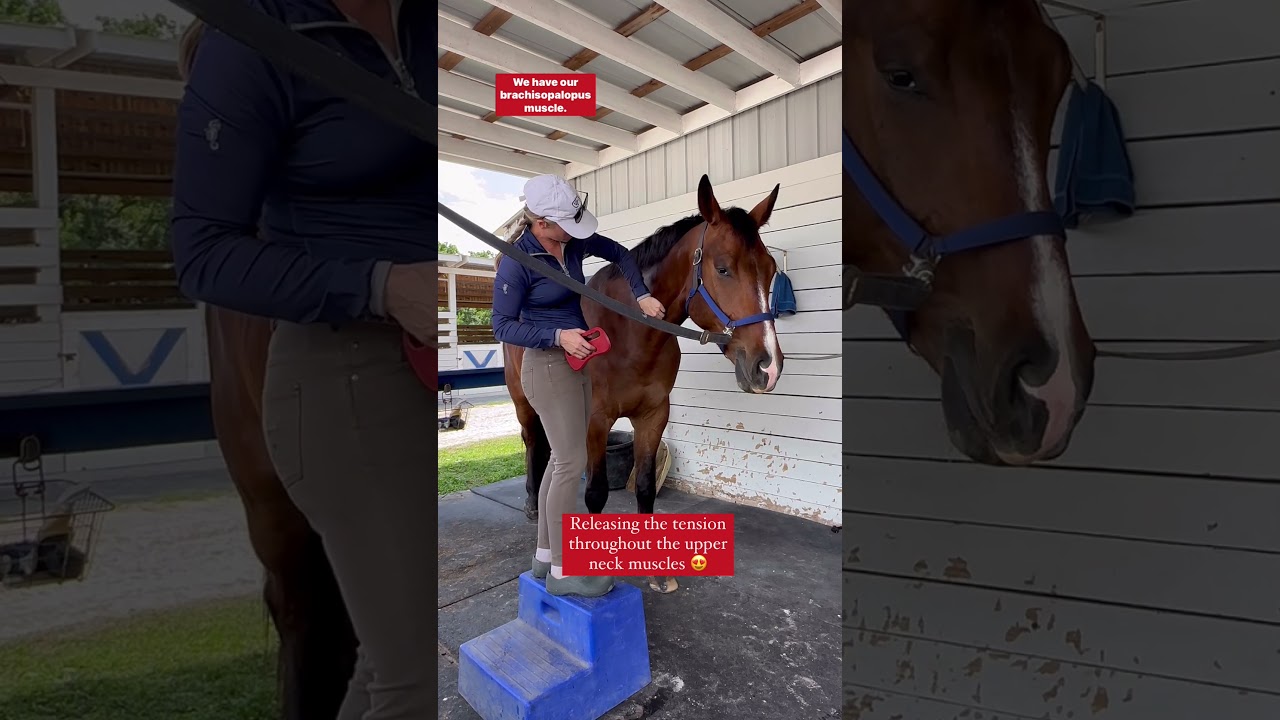 Releasing Upper Neck Muscles in a Horse Massage