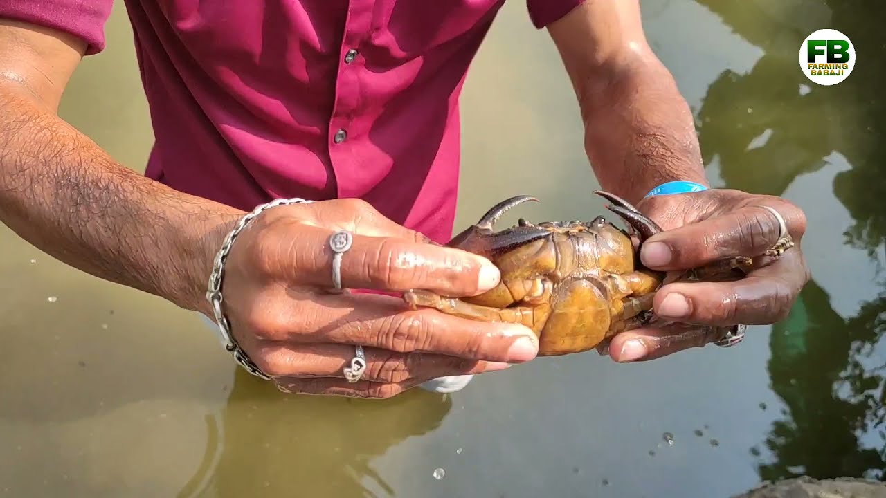 यशस्वी खेकडा शेती महिना नफा 50 ते 60 हजार | Crab farming in maharashtra Crab Farming business #crab