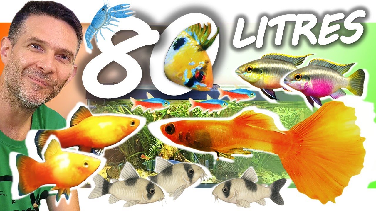 7 POISSONS POUR UN AQUARIUM DE 80 LITRES (POUR DÉBUTANT)