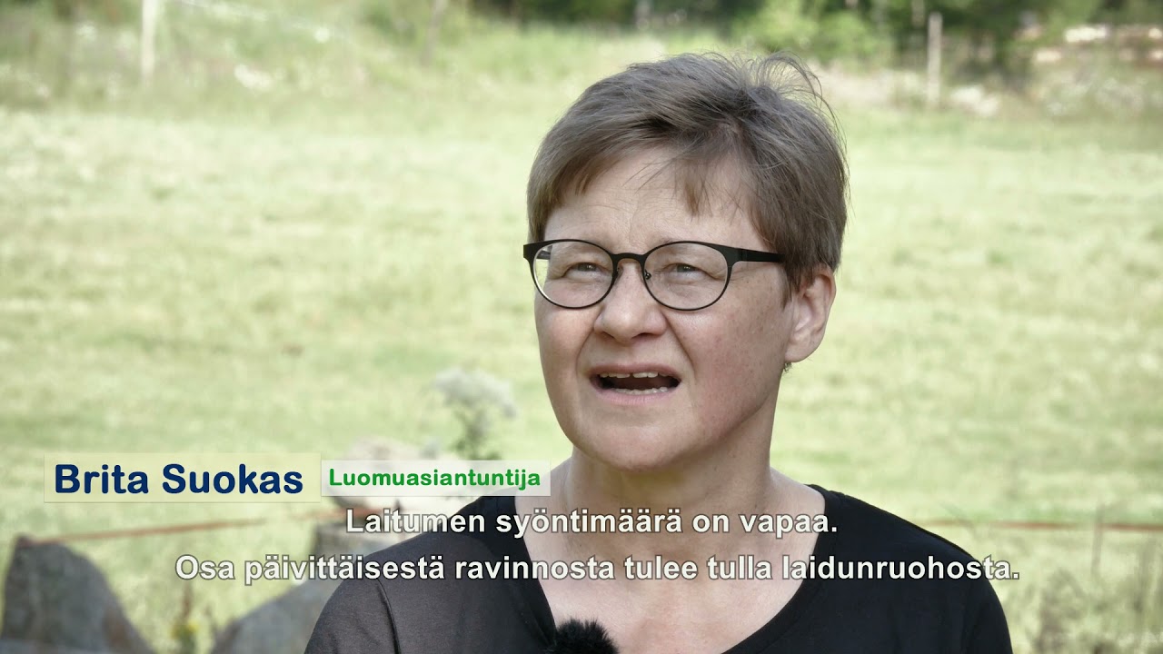Luomumaitotilan monipuoliset laidunnuskäytännöt