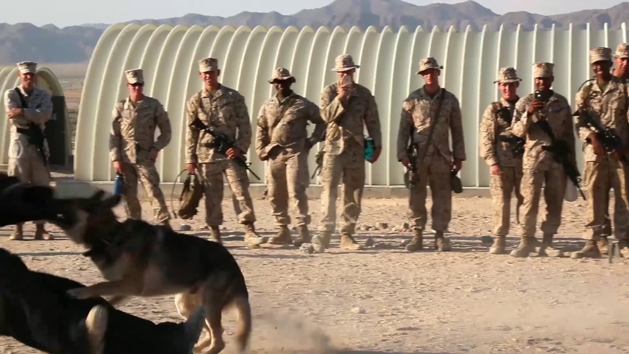 ITX 5-17 Military Working Dog Bite Demonstration