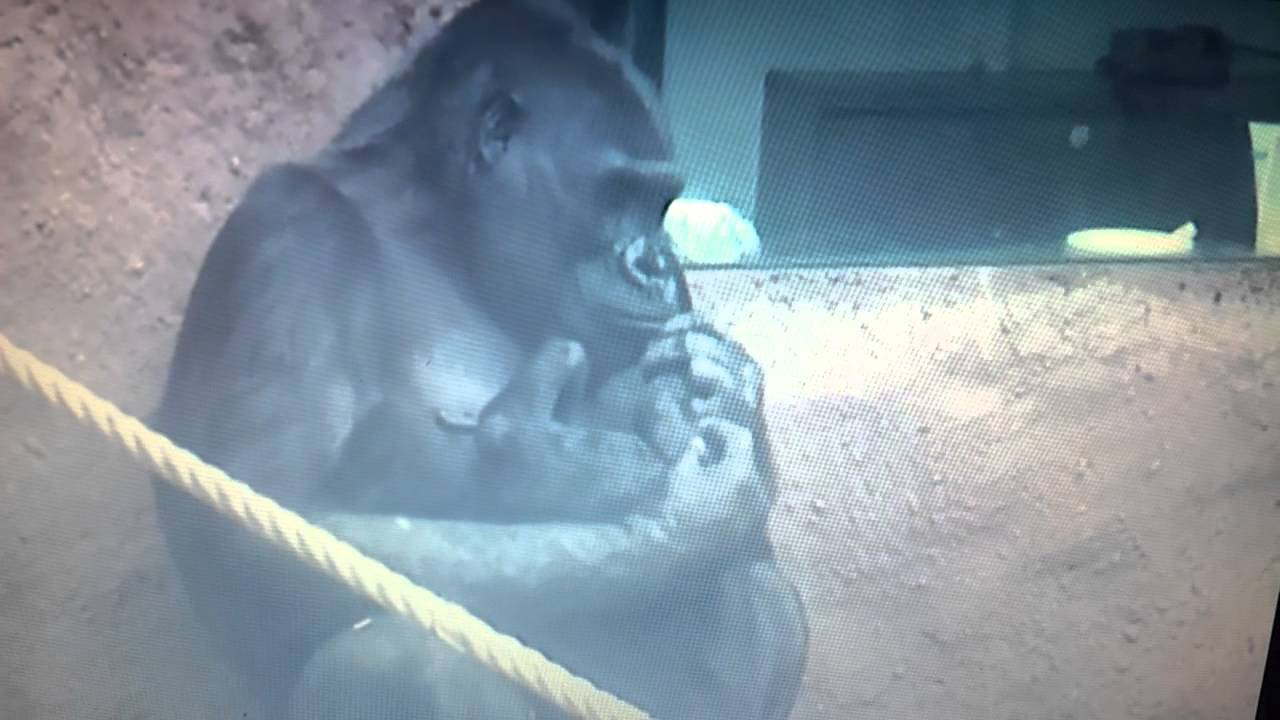 3-30-13   Gorilla Shinda wih Nuru