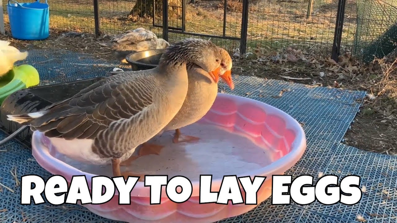 How to Tell if Your Goose is Laying Eggs!