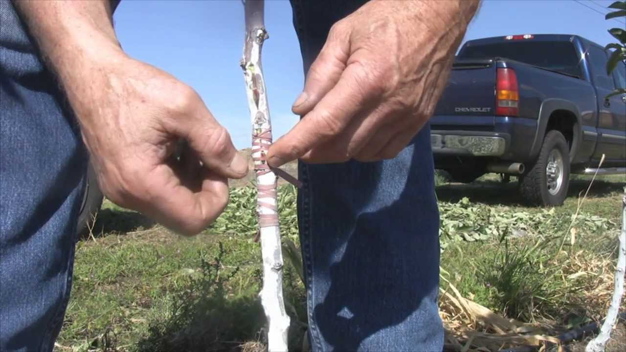 how to bud graft apple trees #3