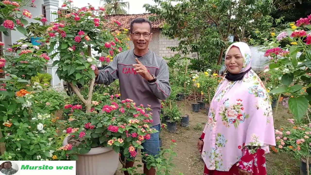 Harga LANTANA -  menjelang Lebaran 2021 Milik B Puji Lestari Guru TK ABA Tulang Bawang