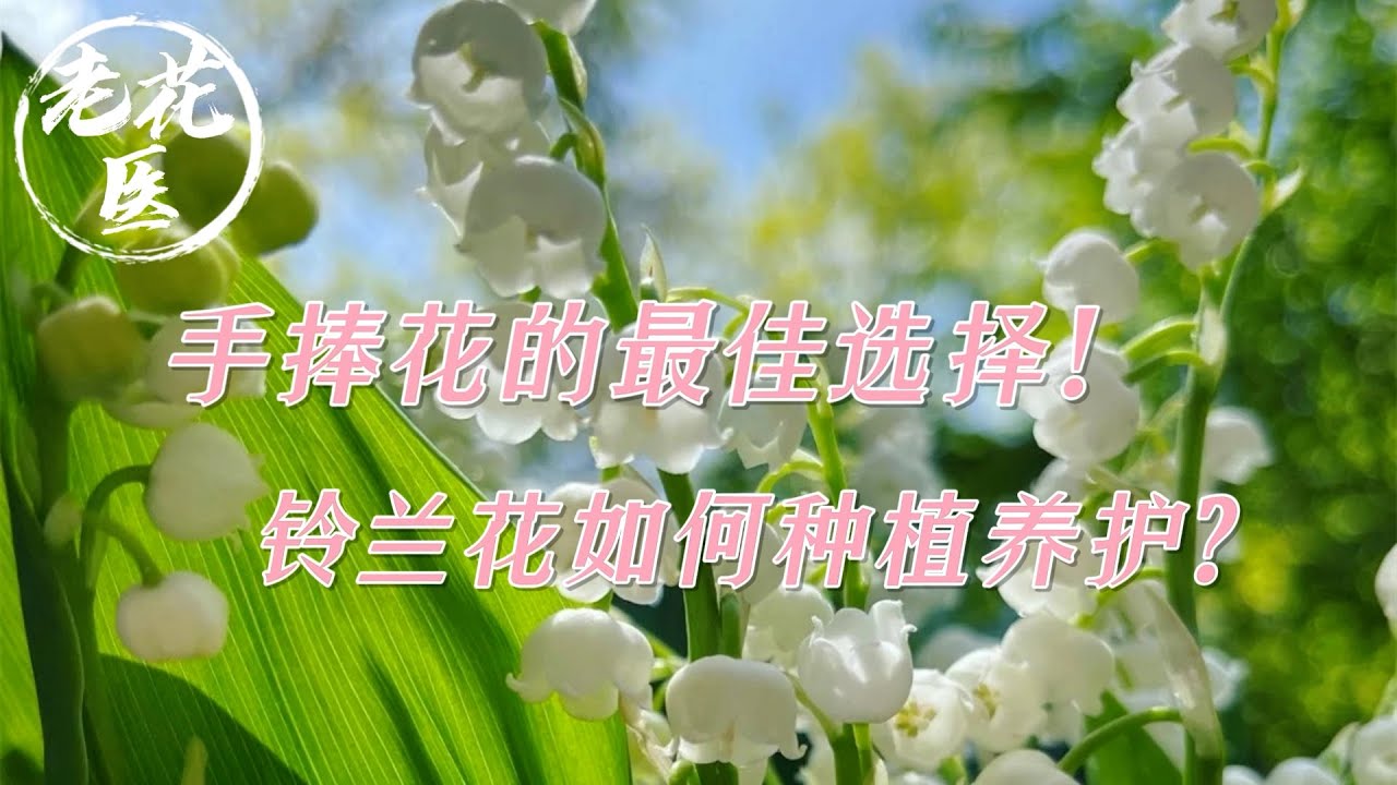 【开箱评测062】手捧花的最佳选择！铃兰花如何种植？Unboxing Lily of the valley for 16.66RMB.