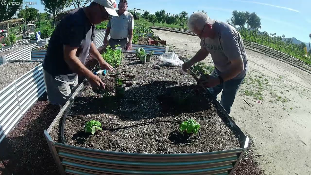 Planting Our Chef's Garden Bed   Community Garden Update