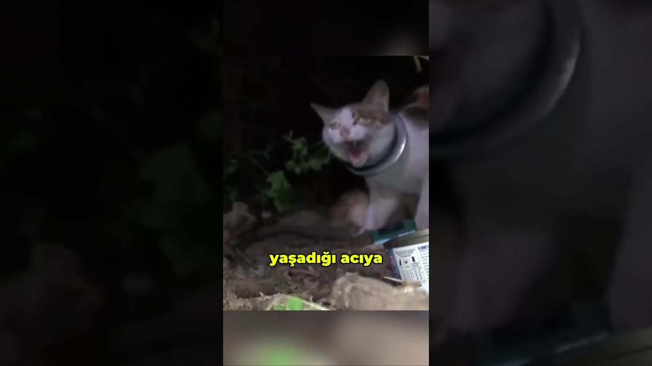 Anne Kedi Boynundaki Halkaya Rağmen 6 Yavrusunu Besledi