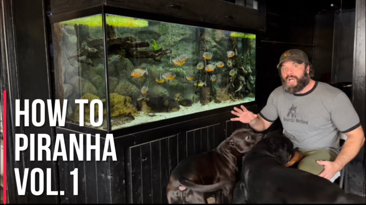 Учебные пособия по содержанию PIRANHA, том 1