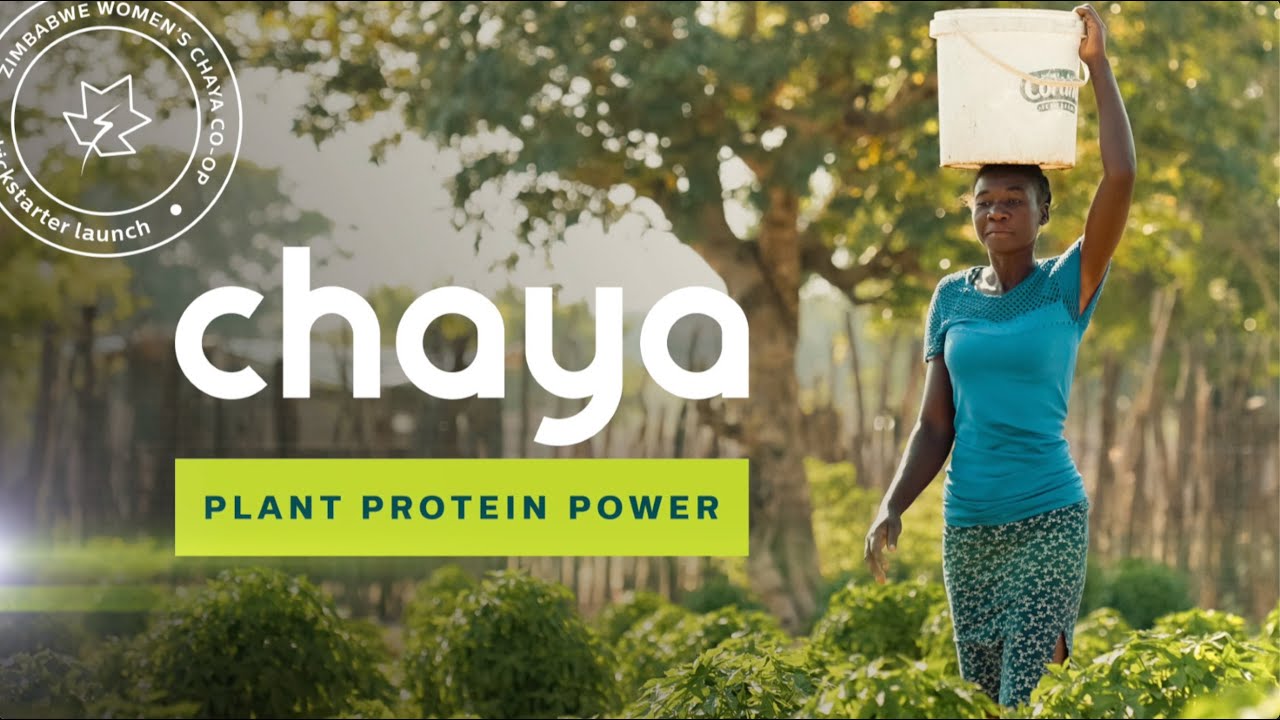 Chaya Kickstarter Campaign: Women Farmers in Zimbabwe Thrive with Chaya
