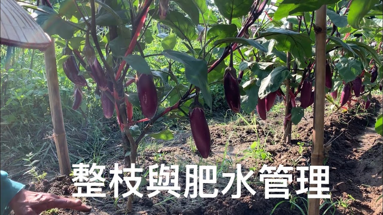 種茄子～高產瘋長瓜～必須牽引越高越好～整枝與肥水管理