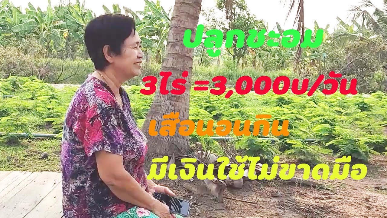 อาชีพสร้างรายได้ ep4 :ปลูกชะอม เสือนอนกิน เห็นเงินชัดๆ ปลูก3ไร่ วันละ3พัน(ไม่รวมขายกิ่งชะอม)