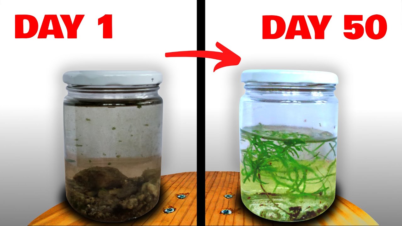 River Water In A Jar. This Grew Inside