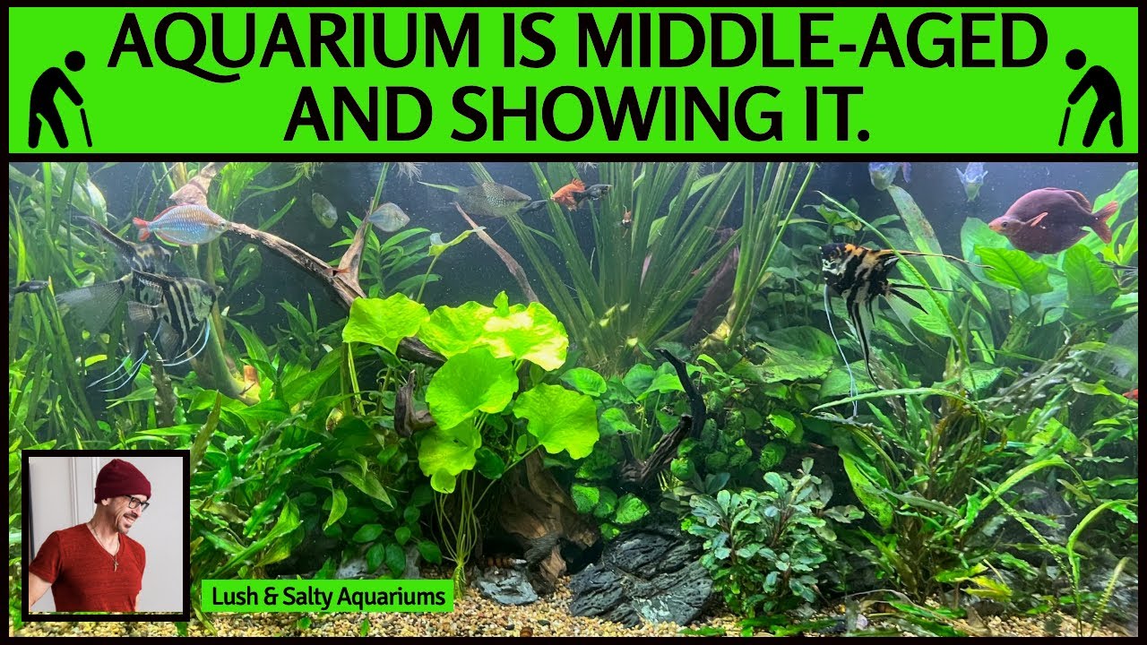 Aquarium Showing Signs of Middle Age -Now what?