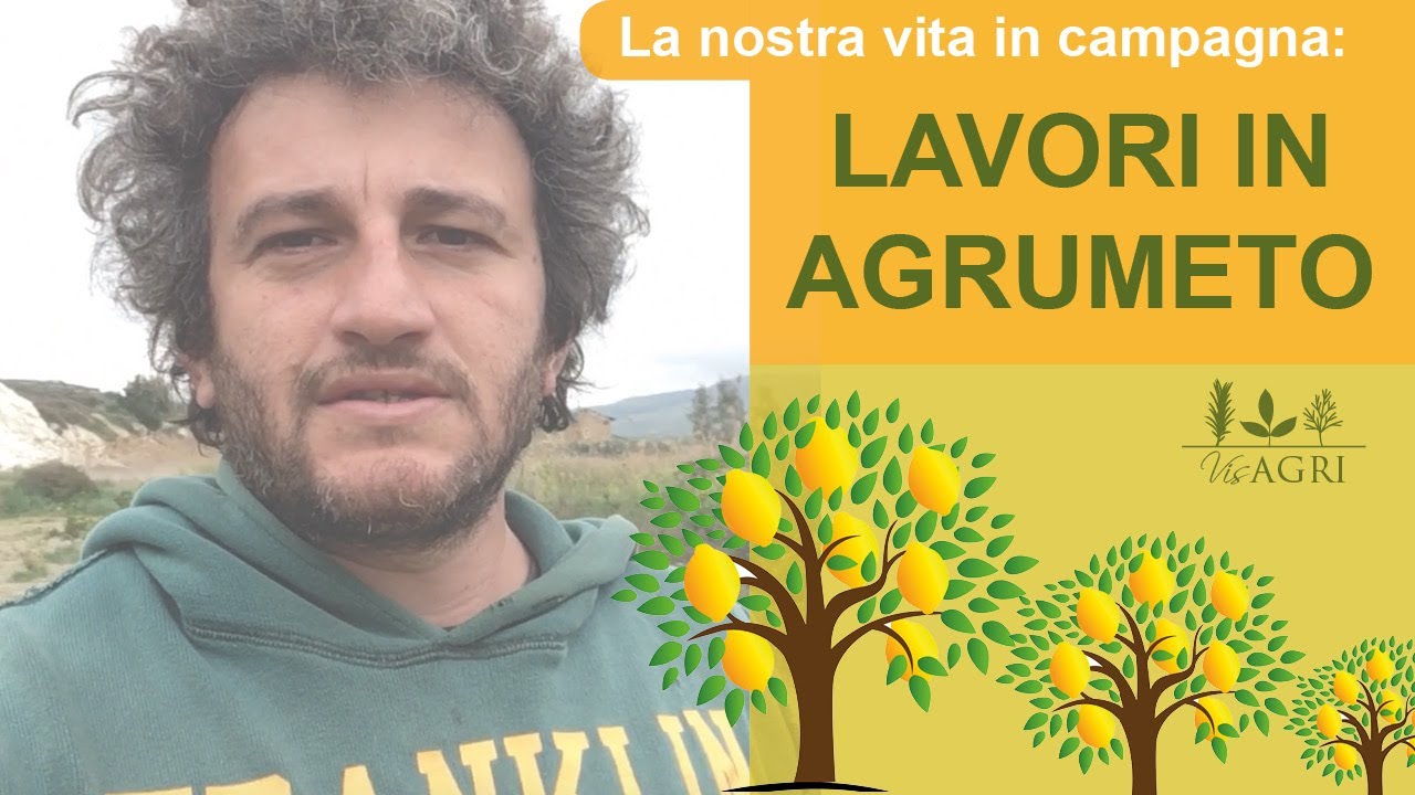 La nostra vita in campagna: lavori in agrumeto