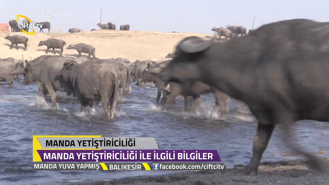 Manda Yuva Yapmış - Balıkesir  Manda Yetiştiriciliğinde Bilinmeyenler.