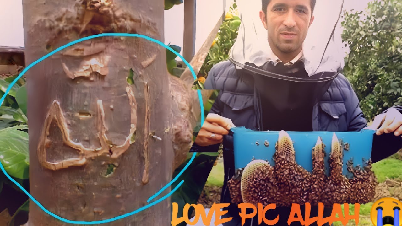 Allah is The Great Name in The World 🌍 #allahﷻ #loveislamic91 @LOVEISLAMIC91