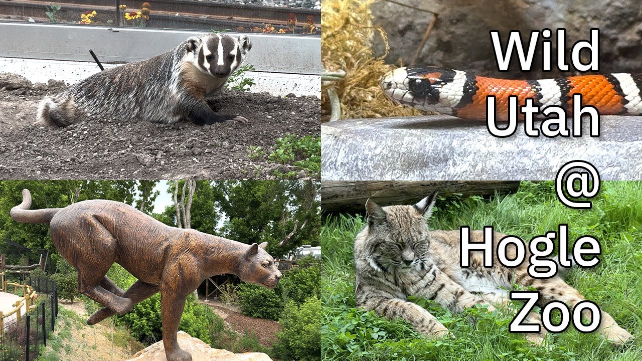 Wild Utah at Hogle Zoo