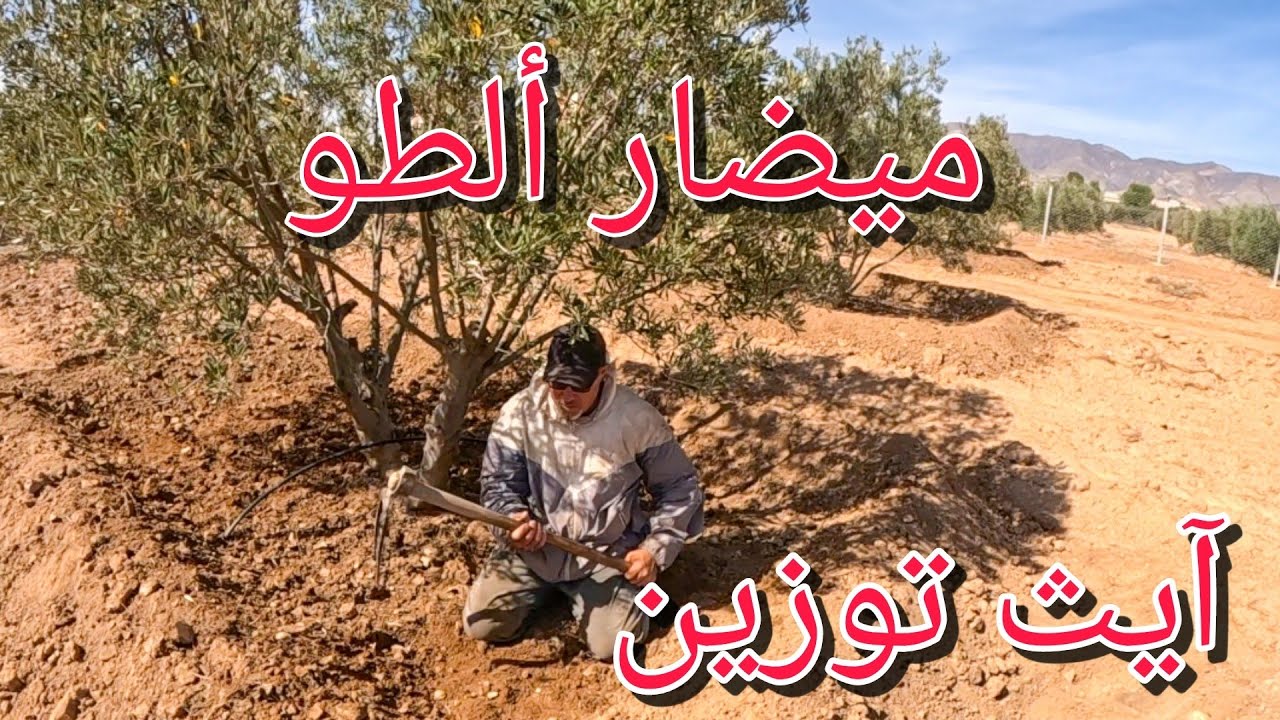 الفلاح التوزاني وشجرة الزيتون ضواحي بلدة ميضار