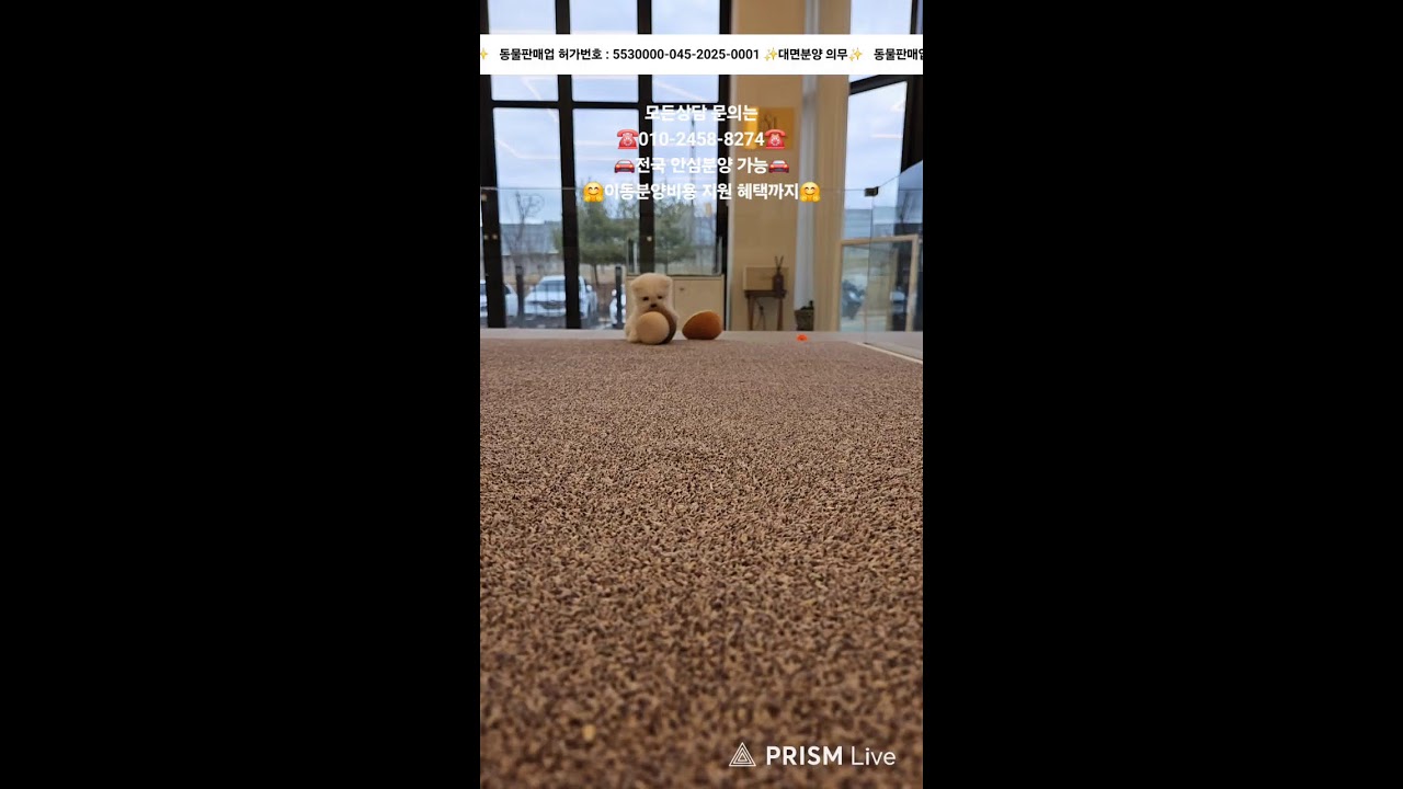 강아지분양 ✨️ 귀여운 아가들 보러 오세요💘 #강아지분양 #애견분양 #애견집사 #라이브