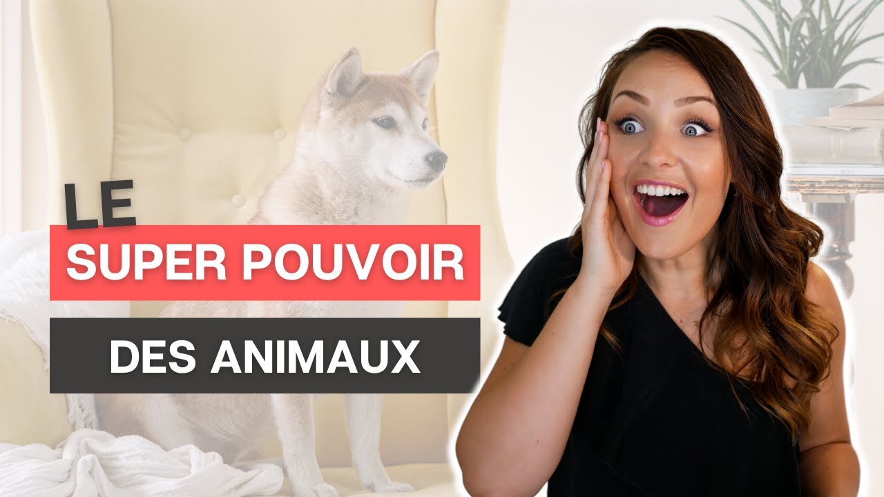 Psychologie : quel ANIMAL est notre ALLI&Eacute; en th&eacute;rapie ?