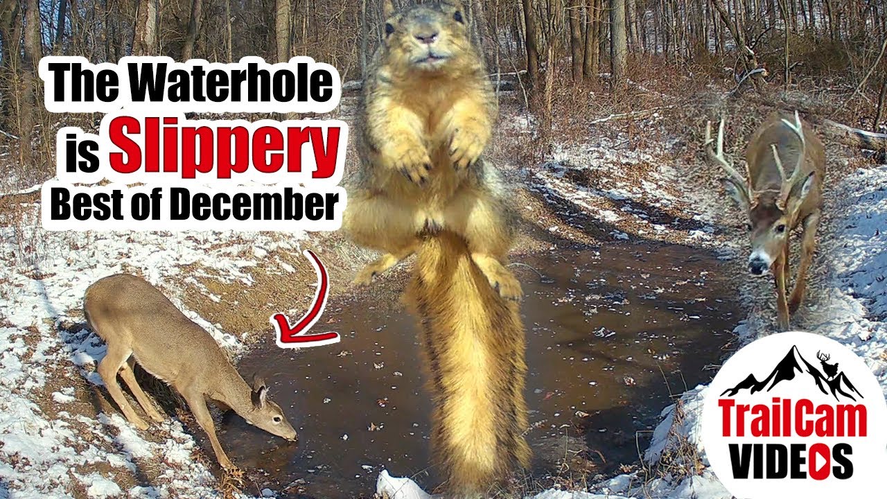 Something Happened to the Water Best December TrailCam Videos