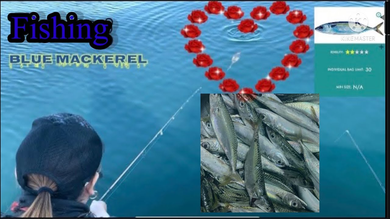 2022 Fishing Blue Mackerel(RockinghamJetty,W.A)