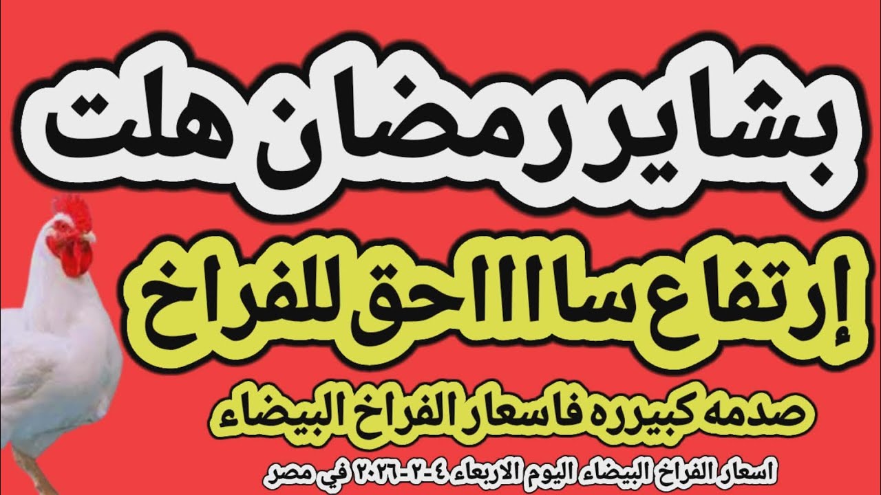 اسعار الفراخ البيضاء اليوم/ سعر الفراخ البيضاء اليوم الاربعاء ٤-٢-٢٠٢٦ في مصر جمله وقطاعي