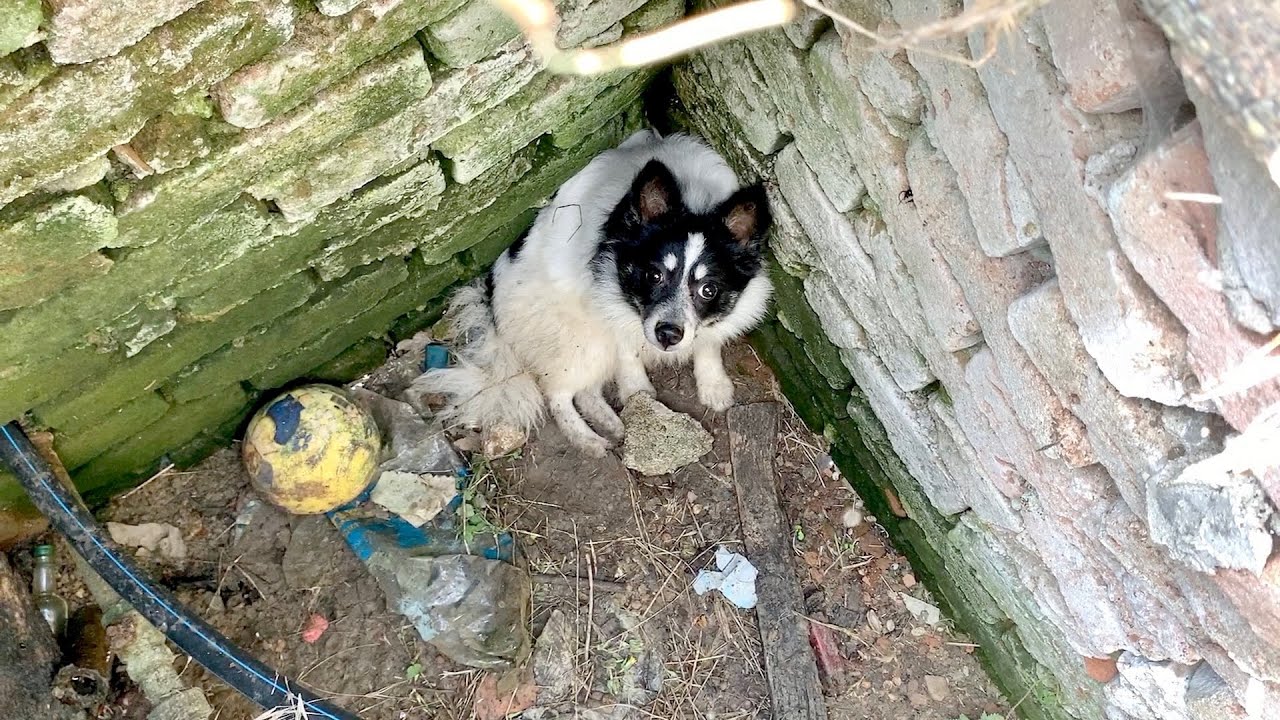 Rescued dog fell into the manhole finds forever loving home.