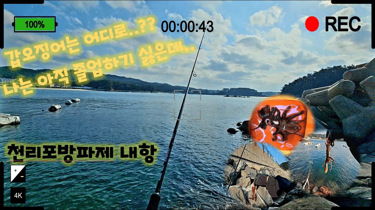 [천리포방파제 - 2025년 11월 19일] 워킹 갑오징어를 왔지만 왜??
