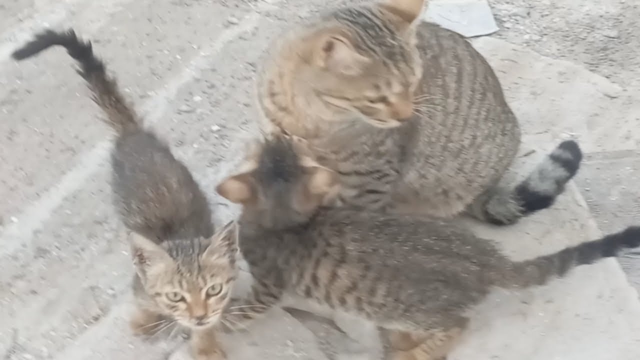 Three kittens are the offspring of one mother. 