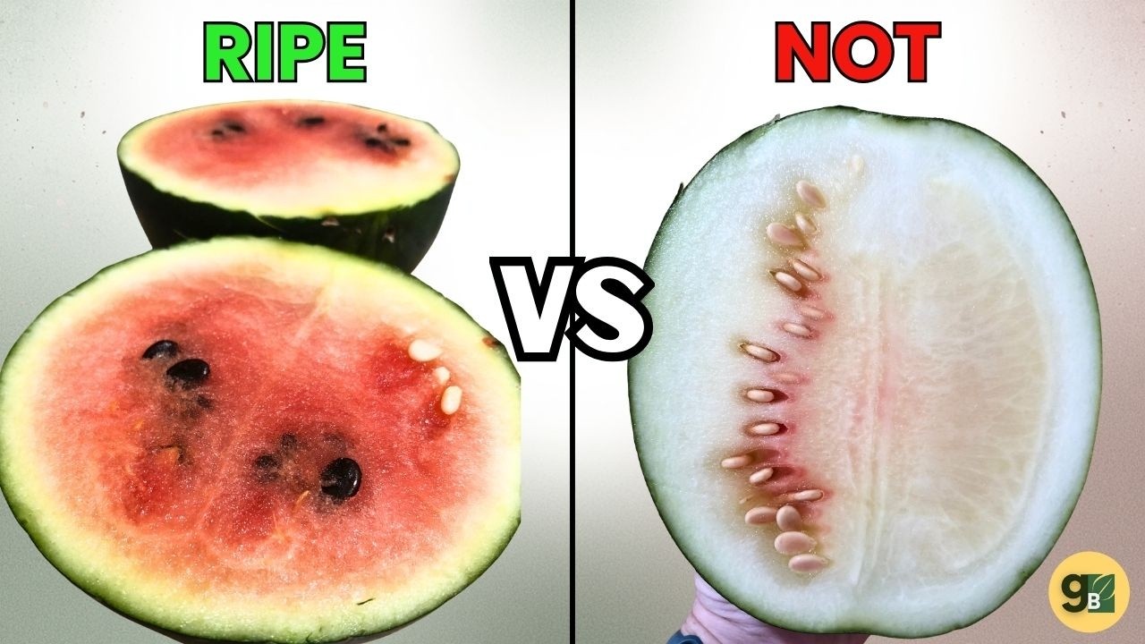 When to Pick Sugar Baby Watermelon So You Don&rsquo;t End Up with White Flesh!