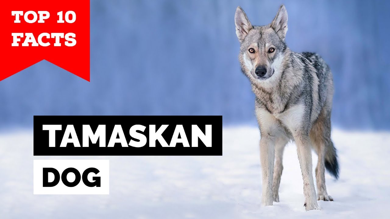 Тамасканская собака — 10 главных фактов