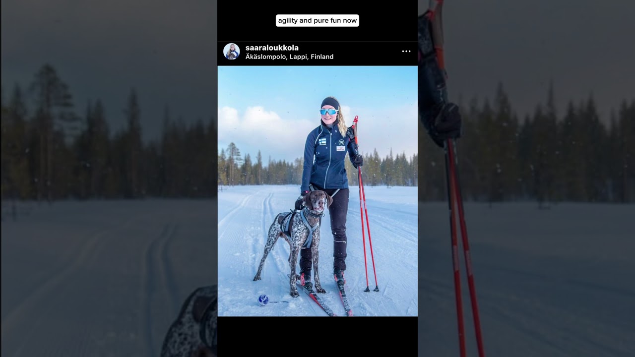 Skiing + dogs = best time ever #dogsportoftheweek #skijoring #coldweathersports #dogsports