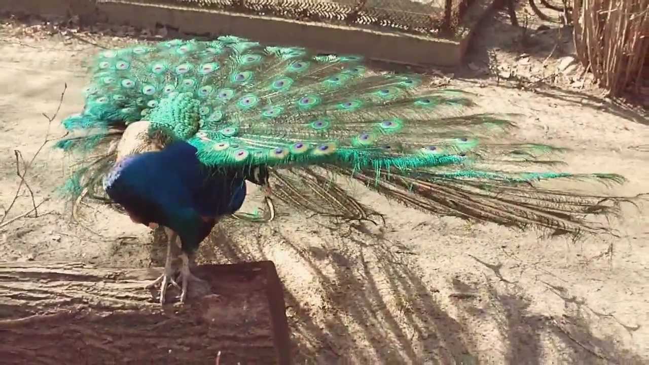 PAW INDYJSKI - Индийский павлин - Zoo - Lodz in Poland