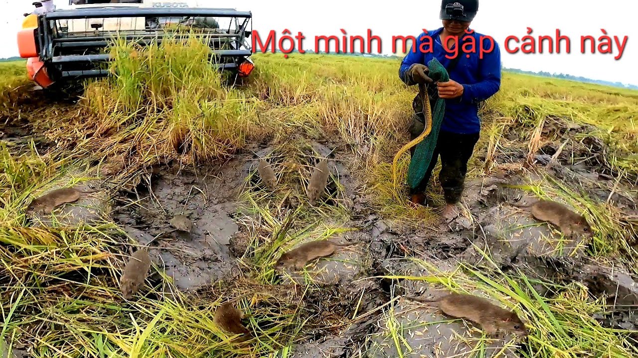 Đứng sững người khi thấy cảnh chuột đồng chạy ra hơn một chục con mà chỉ có một mình