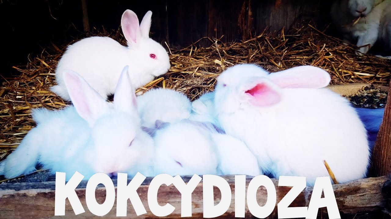 JAK ZAPOBIEGAM KOKCYDIOZIE - PORADNIK ☆sprzedałem króliki☆