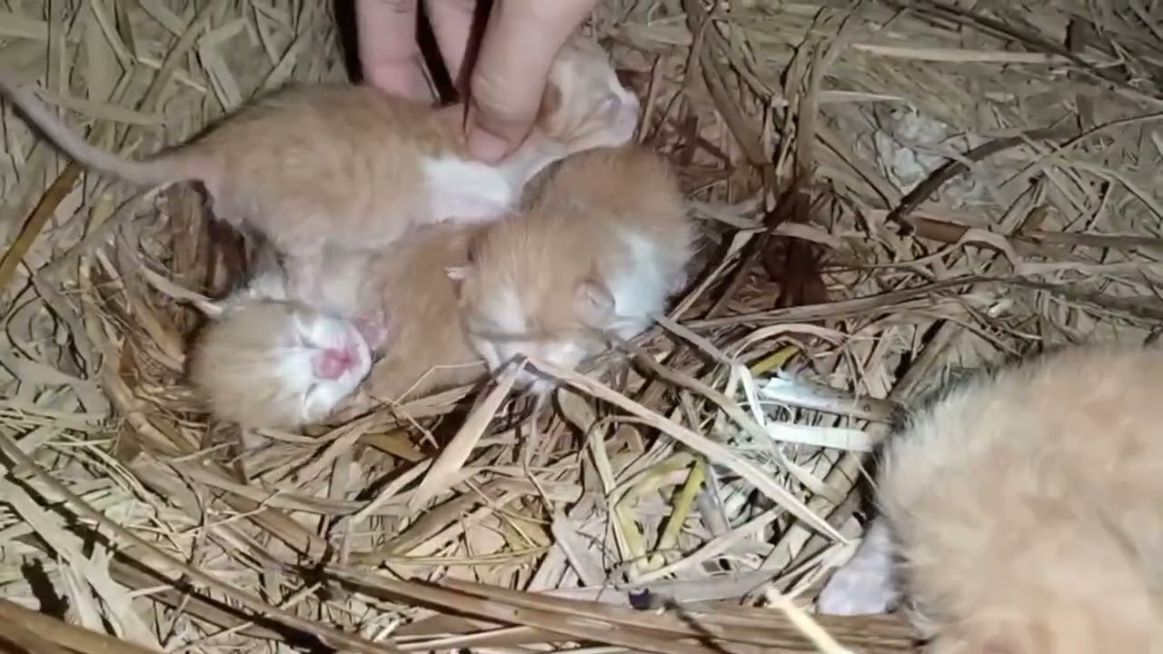 Amanna & Her Kittens: Day 1