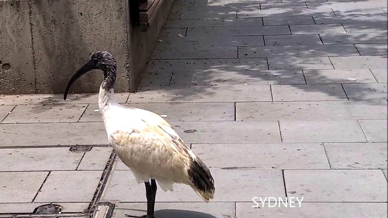 Sydney, 12 apôtres, Melboune  2018