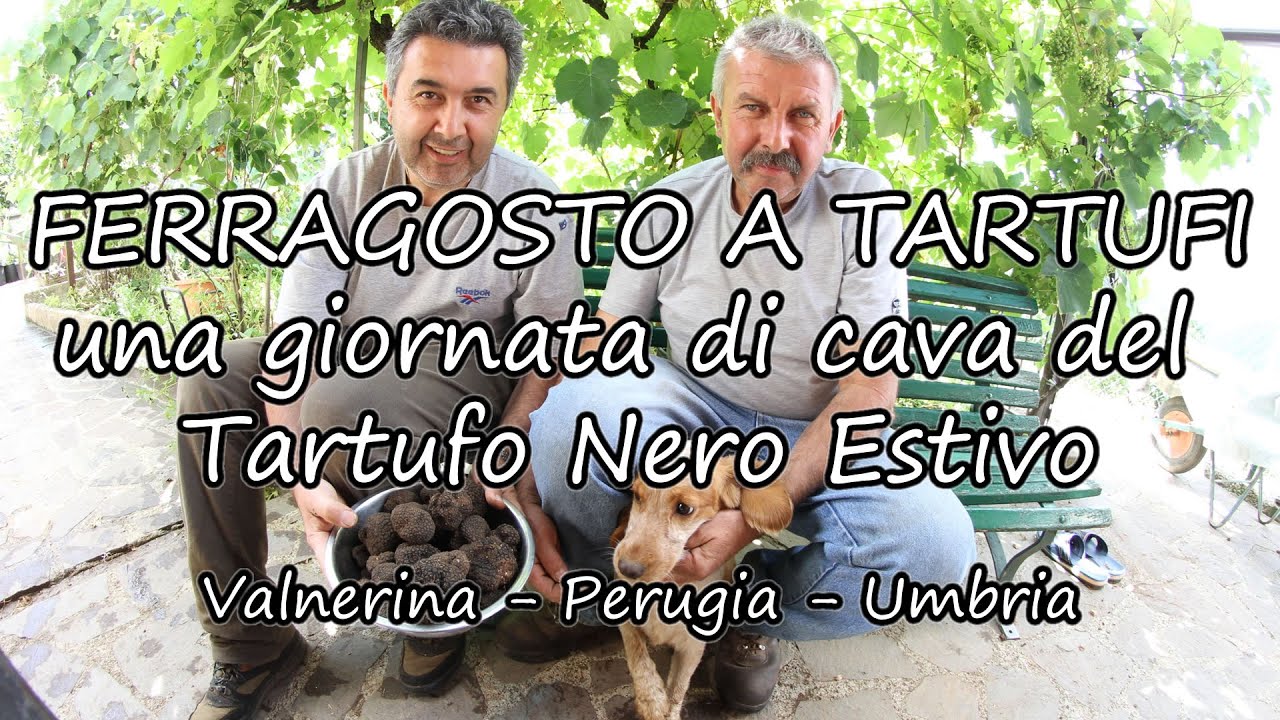 Raccolta dei Tartufi Estivi in Valnerina / Cascia - Norcia / Il Tuber Aestivum Vitt