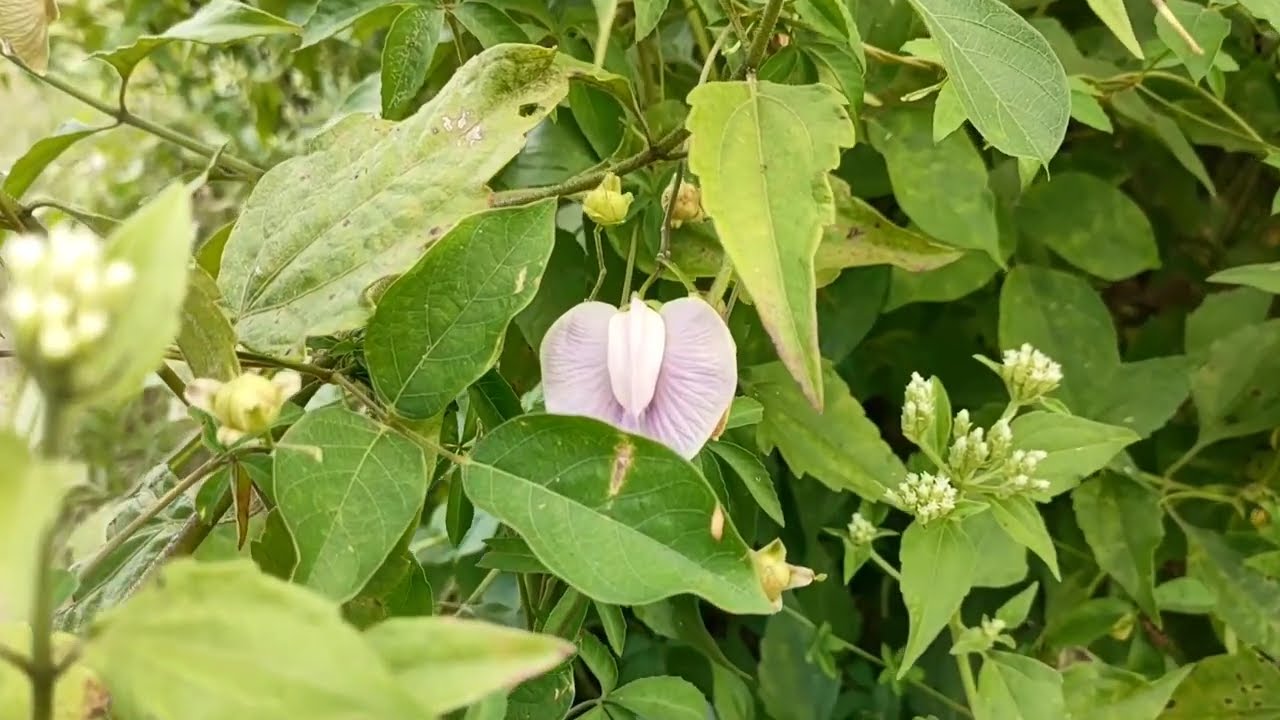 Memasuki Hutan Ke Menemukan Bunga Ekor Waing