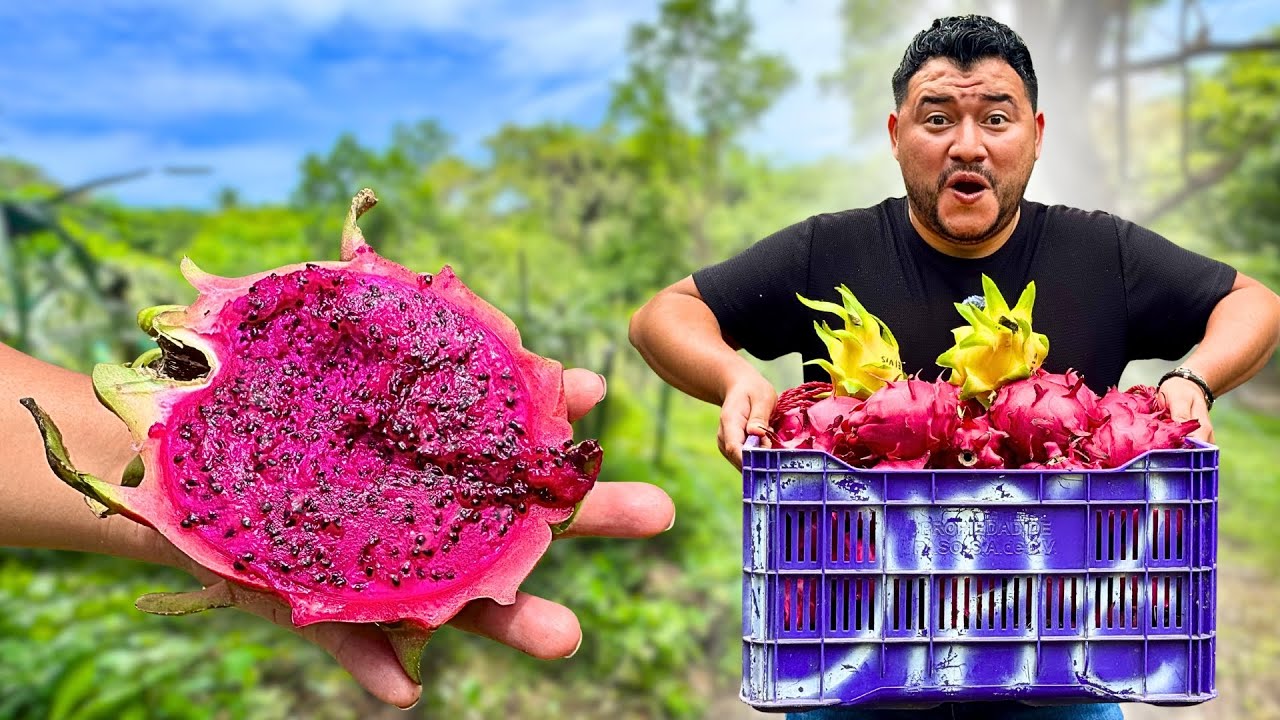 CIENTOS DE PITAHAYAS en EL SALVADOR | Variedades exóticas