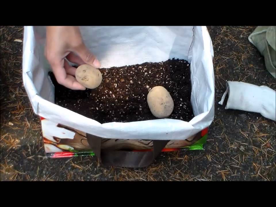 How to Grow Potatoes in Containers in Reusable Store Bags!