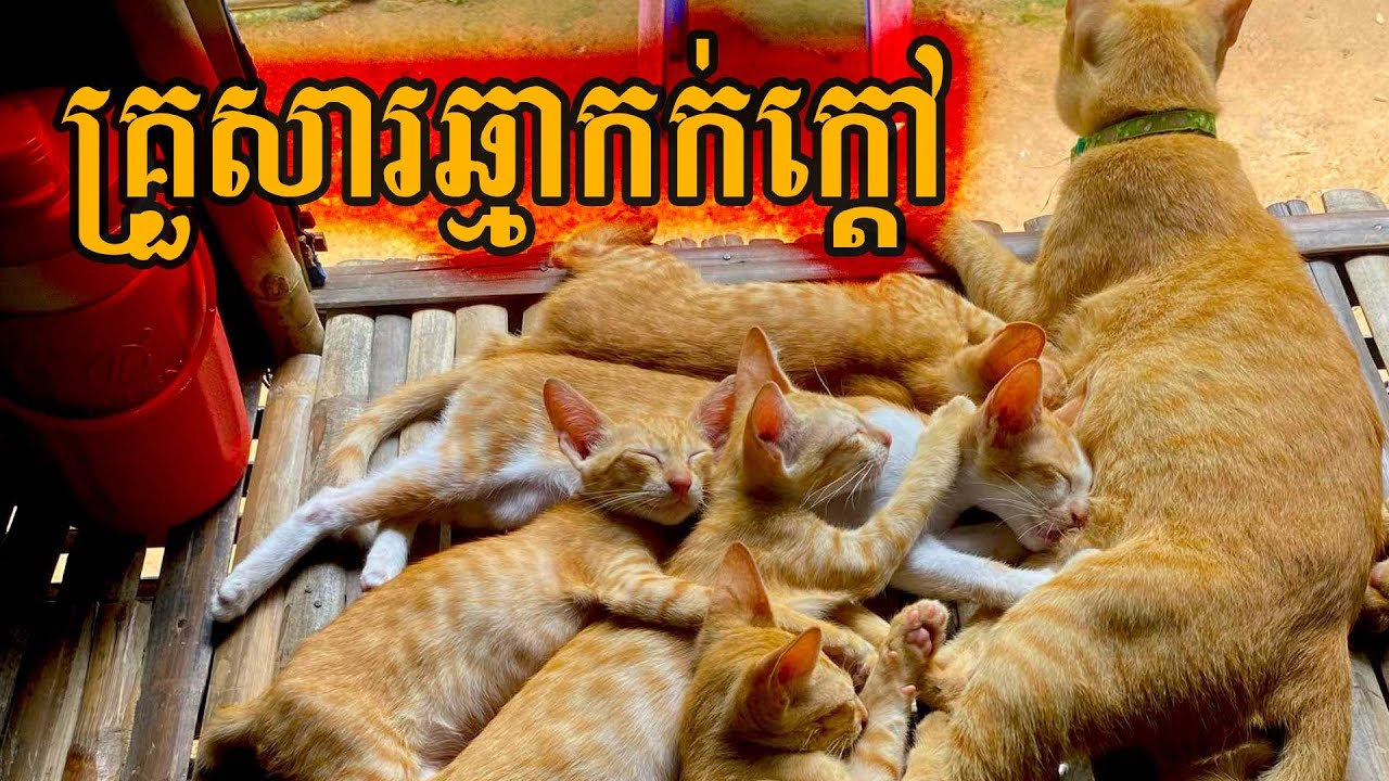 Cute Cat Family Moments 🐾 | Adorable Kittens Playing Together​ | Happy Cat Family Time 💕