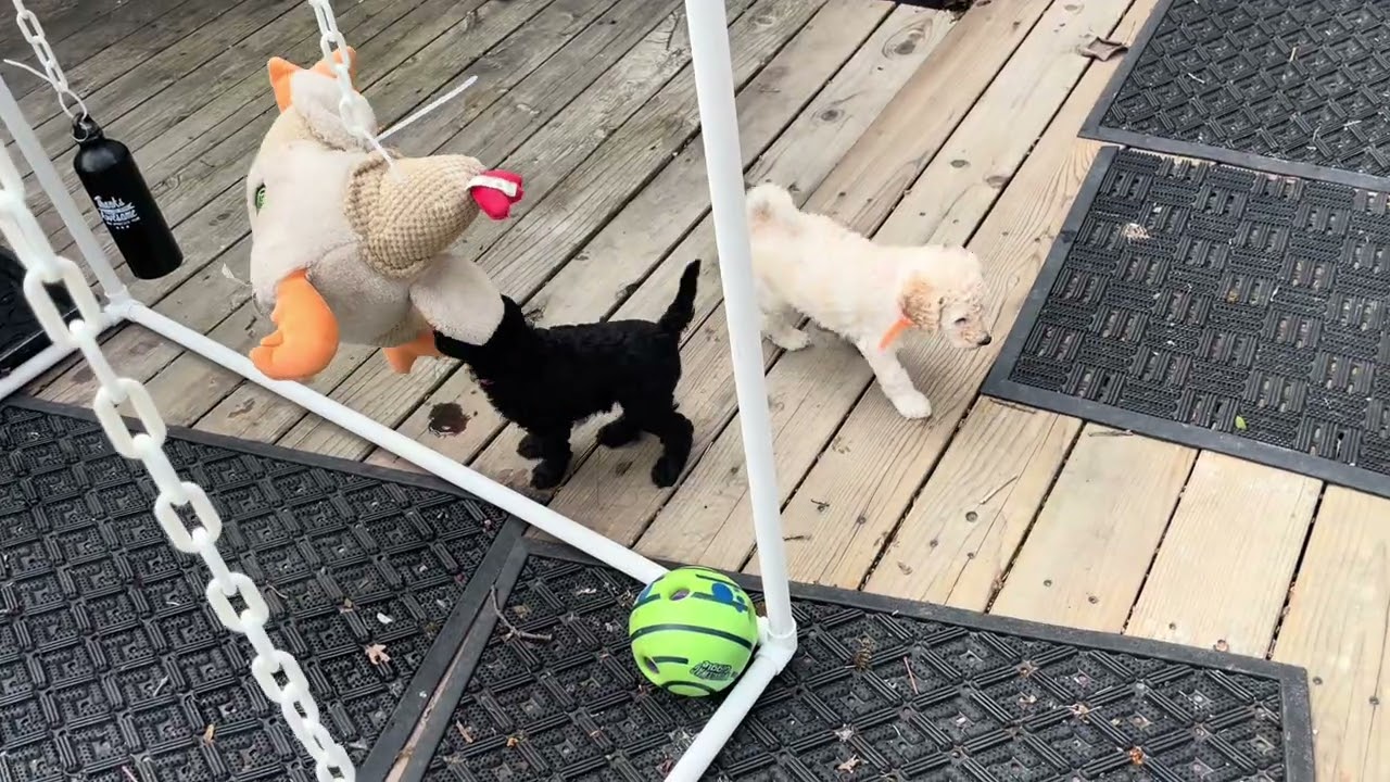 Darcy and his littermates