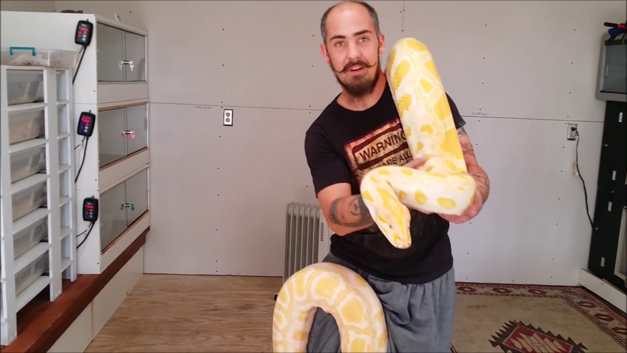 Weighing Precious Our Albino Burmese Python On The New Scale